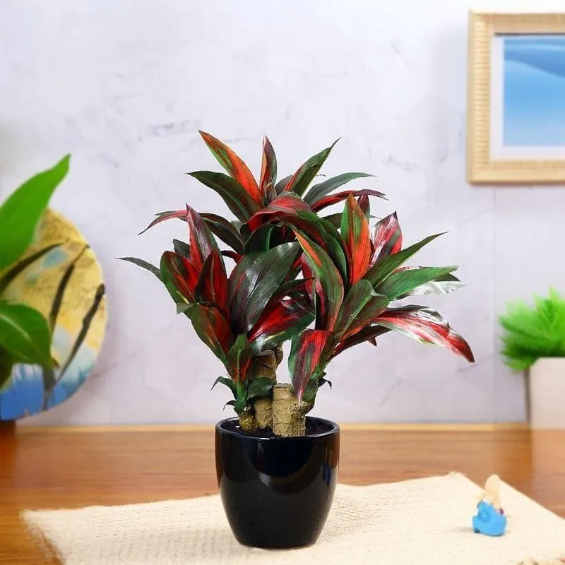 Faux Dracaena Bonsai (35 cms) - Green & Red media 2