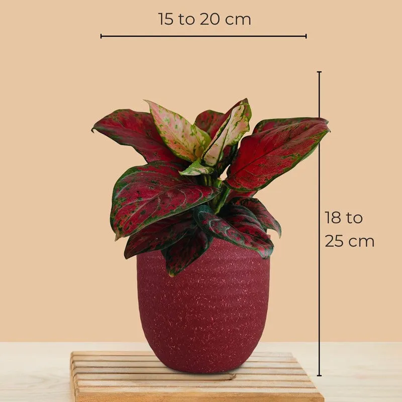 Greenkin Aglaonema Red Beauty Live Plant - Maroon media 8
