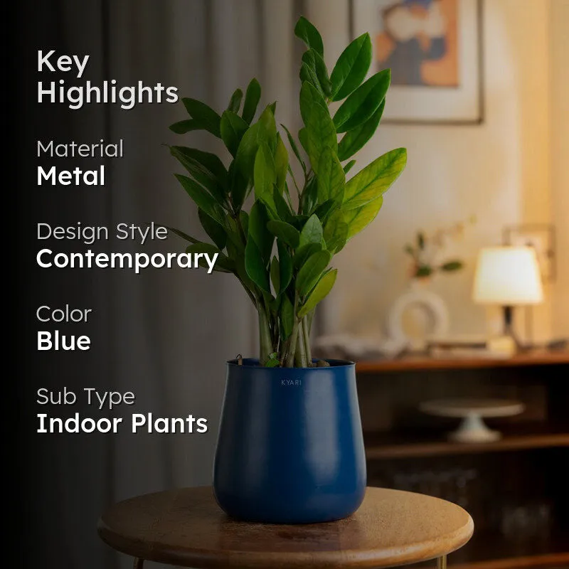 Kyari Zamioculcas Zamiifolia Plant (ZZ) With Metal Self Watering Pot - Blue media 2