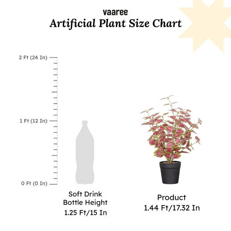 Artificial Natural Looking Coleous Big Plant With Black Fiber Pot (Pink) - 1.4 Feet media 7