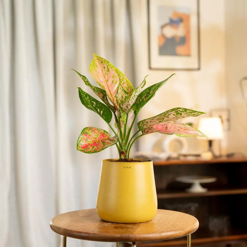 Kyari Aglaonema Pink Valentine Plant With Metal Self Watering Pot - Yellow media 1