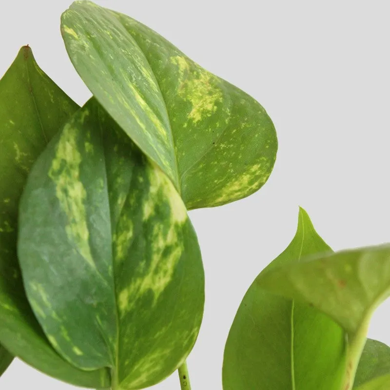 Greenkin Money Plant Gold King Live Plant - Green media 6