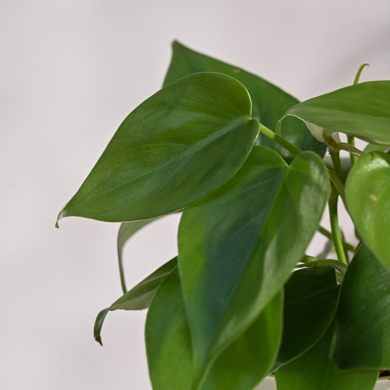 Ugaoo Philodendron Oxycardium Green Plant media 5