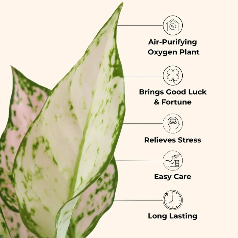 Greenkin Aglaonema Valentine & Bamboo Live Plants (Red) - Set Of Two media 6