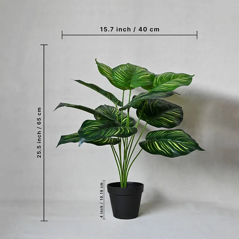 Faux Everlasting Calathea Orbifolia Plant With Black Plastic Pot - 65 cm (2.1 ft) media 5