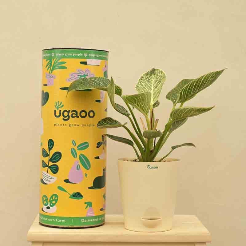 Ugaoo Philodendron Birkin Plant - Medium media 5