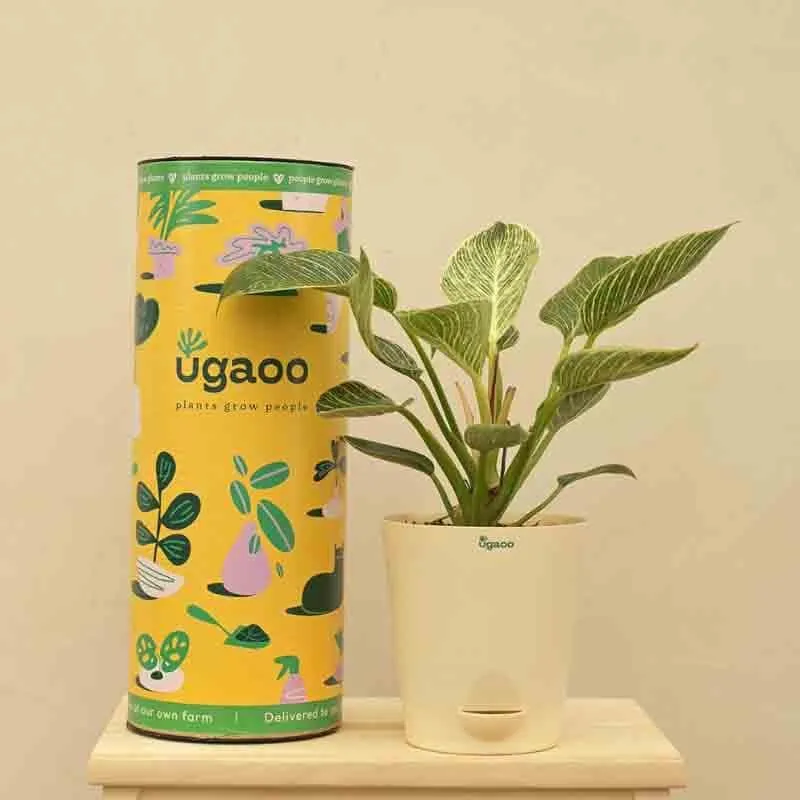 Ugaoo Philodendron Birkin Plant - Medium media 5