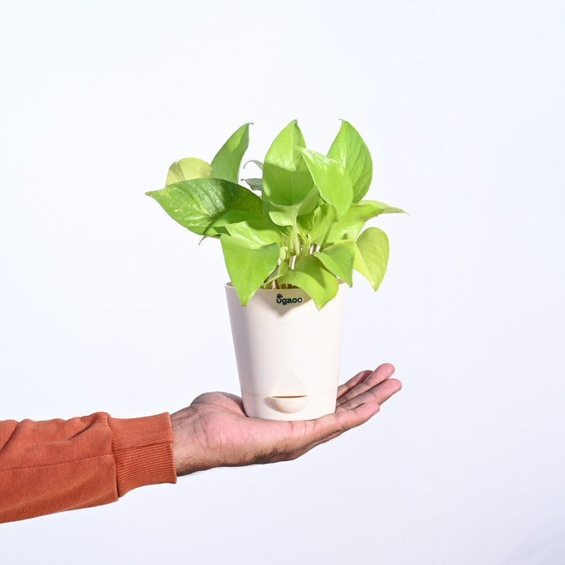 Ugaoo Money Plant Golden media 6