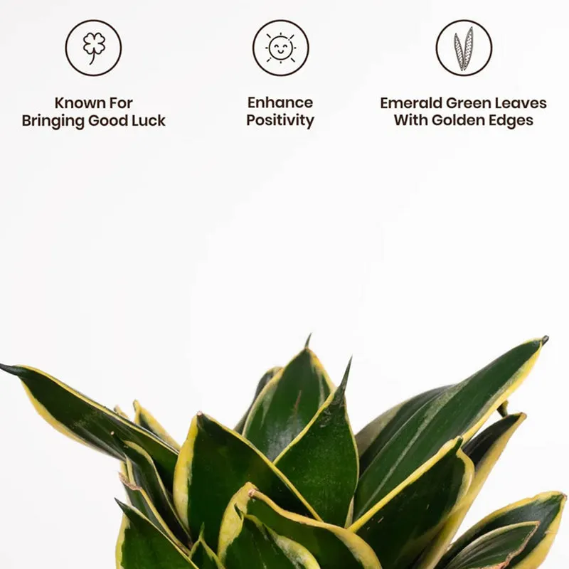 Kyari Golden Hahnii Snake Plant With Self Watering Pot (Ivory) - 18 cm - 4