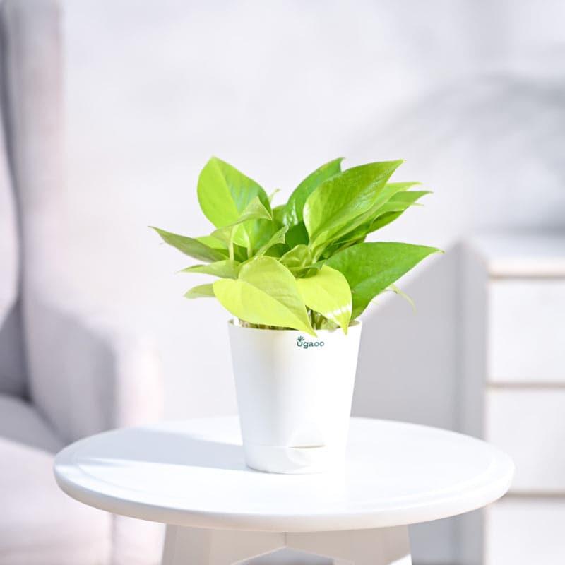 Ugaoo Mini Indoor Plants - Set Of Four media 4