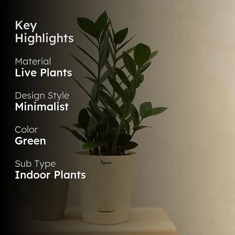 Ugaoo ZZ Plant - Big media 2