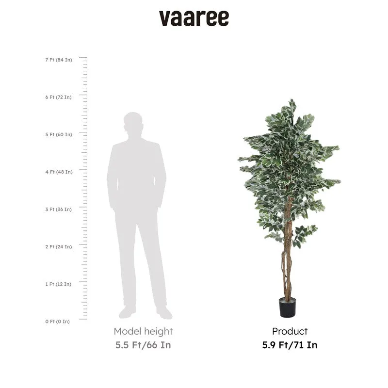 Faux Ficus Variegated Plant With Black Plastic Pot - 5.91 ft media 7