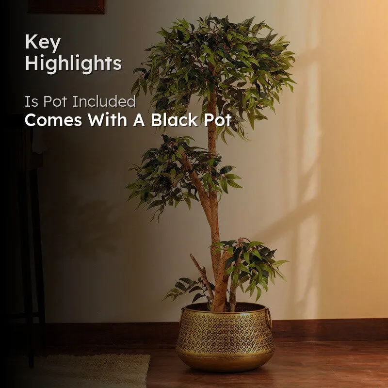 Artificial Green Ficus Bonsai Plant With Black Plastic Pot - 4 ft media 2