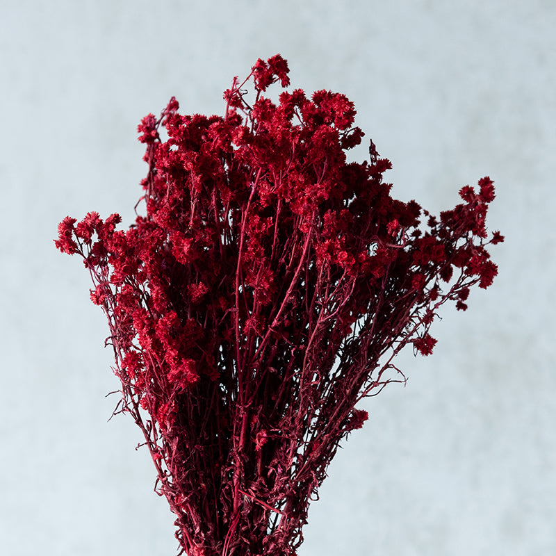 Gypsa Dried Baby's Breath Bunch - Maroon media 4