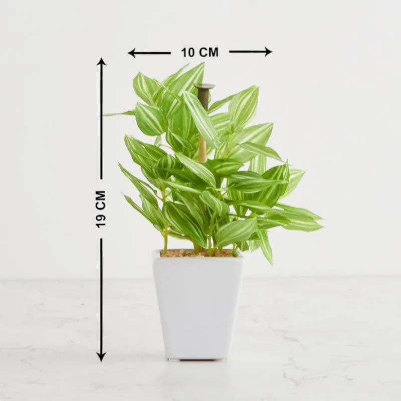 Wandering Jew Faux Bonsai (20 cms) - Green media 4