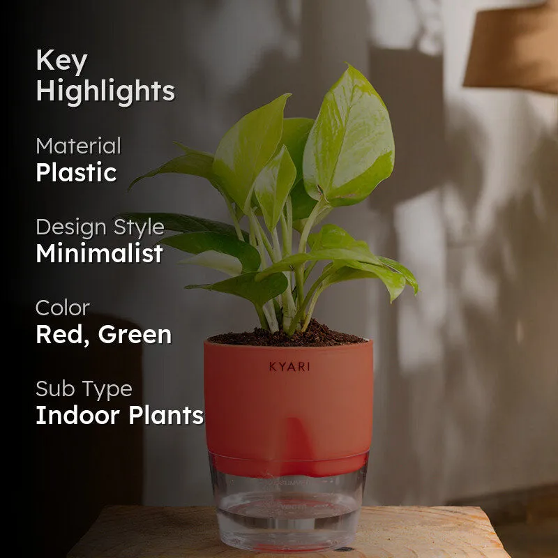 Kyari Golden Money Plant With Self Watering Pot - Red media 2