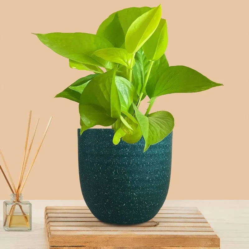 Greenkin Money Plant Golden Live Plant - Green media 3