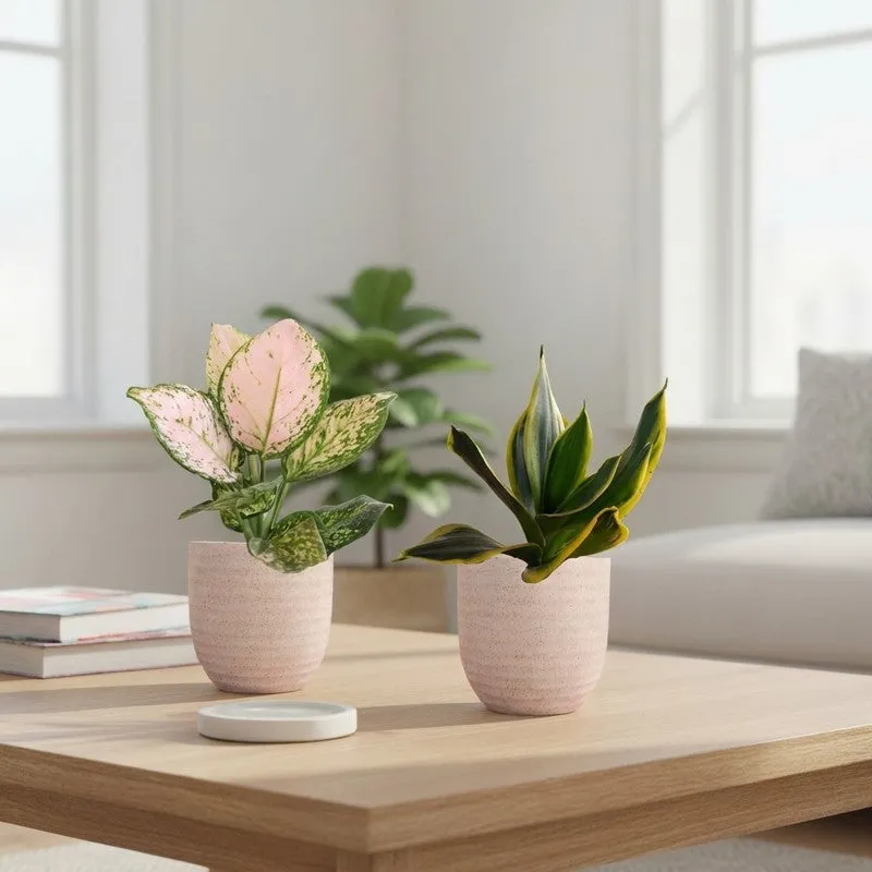 Greenkin Aglaonema Wishes & Golden Snake Live Plants (Ivory) - Set Of Two media 1