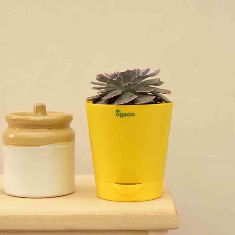 Live Plants