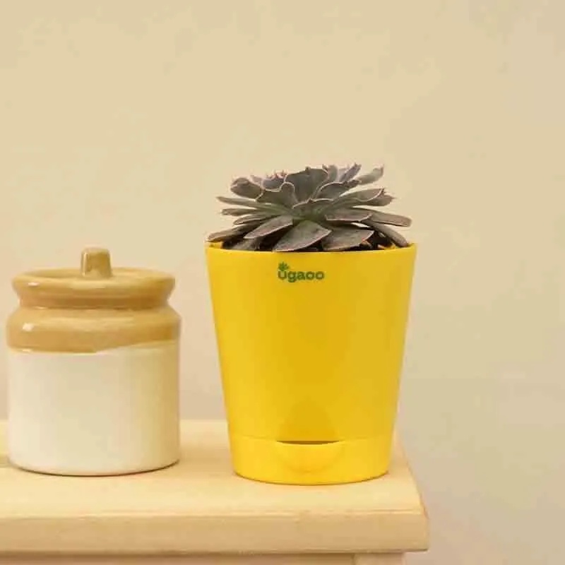 Ugaoo Echeveria Hybrid Plant media 1