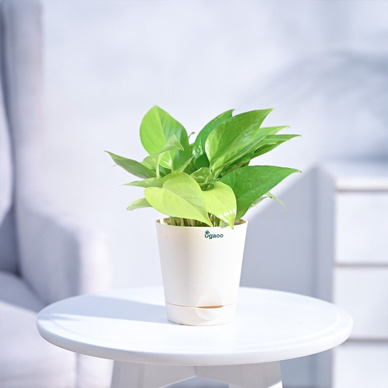Ugaoo Money Plant Golden media 3