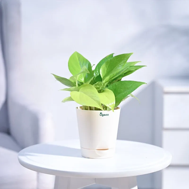 Ugaoo Money Plant Golden media 3