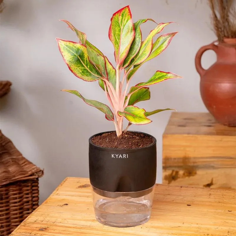 Kyari Aglaonema Lipstick Plant With Self Watering Pot - Black media 1
