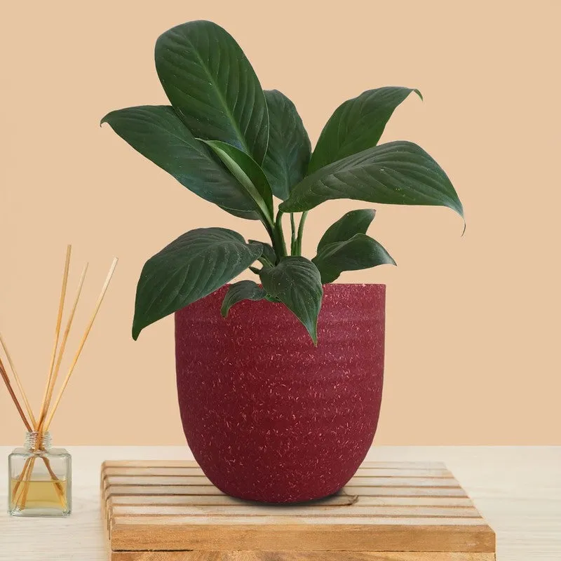Greenkin Peace Lily Live Plant - Red media 3