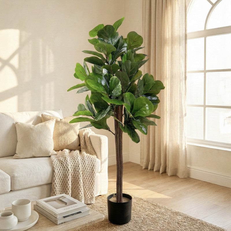 Tropella Fiddle Fig Plant With Black Plastic Pot - 3.9 ft media 2