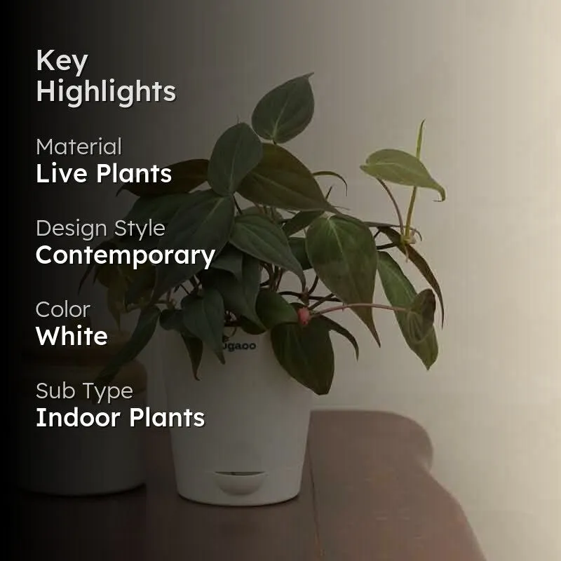 Ugaoo Philodendron Micans Plant media 2