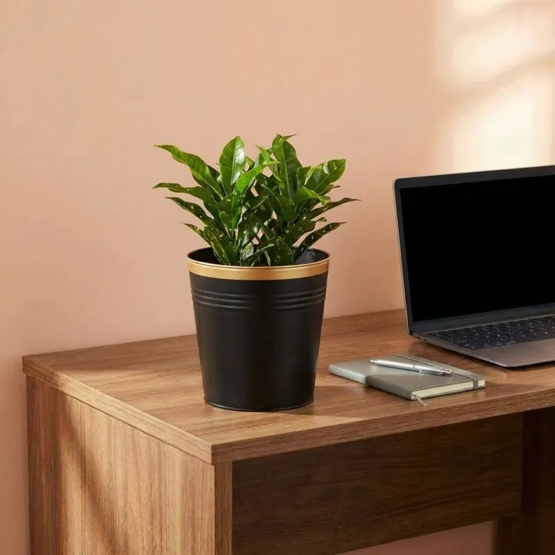 Leafora Iron Planter - Black media 3