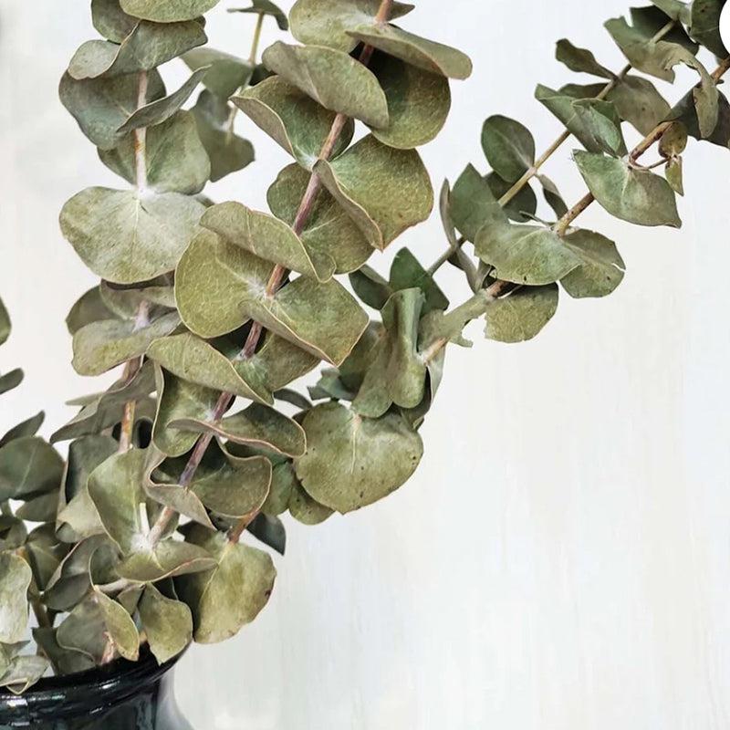 Dried Eucalyptus Stem - Set Of Five media 5