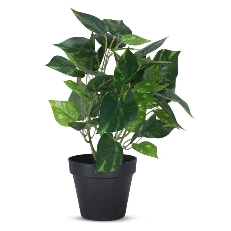Artificial Money Plant With Black Plastic Pot media 3