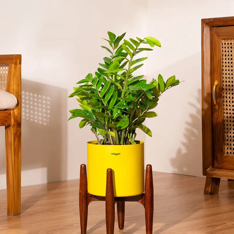 Kyari Green ZZ Plant With Metal Self Watering Pot (Yellow) media 1