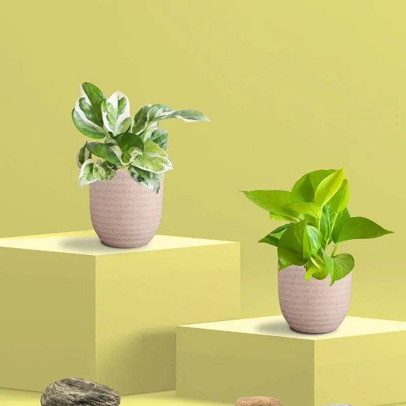 Greenkin Money Plant & Golden Pothos Live Plants (Ivory) - Set Of Two media 3