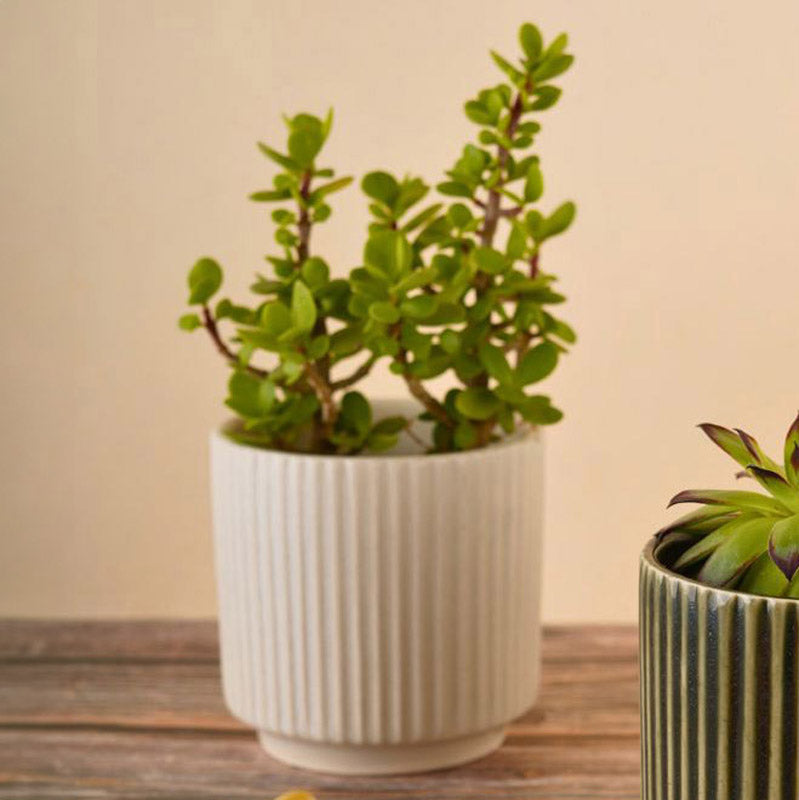 Ahanay Ribbed Planter (Olive Green & White) - Set Of Two media 4