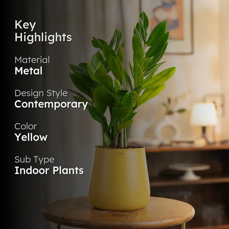 Kyari Zamia With Metal Self Watering Pot - Yellow media 2