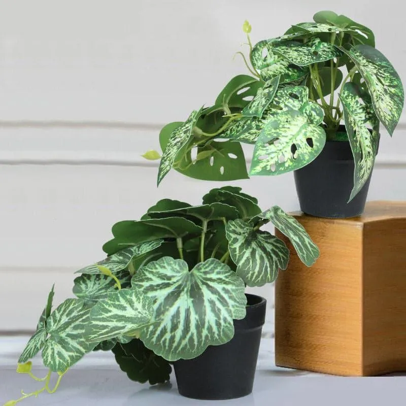 Faux Begonia Plant With Black Plastic Pot (18 cms) - Set Of Two media 3