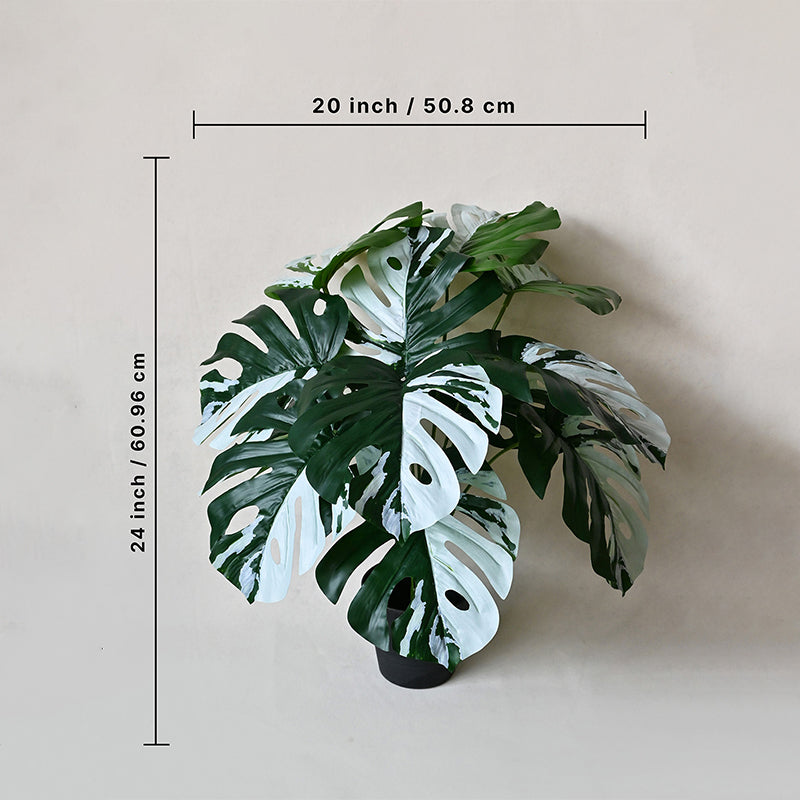 Faux Everlasting Albo Monstera Plant With Black Plastic Pot - 61 cm (2 ft) media 5