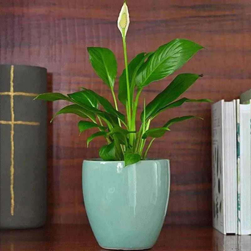 Ugaoo Natures Hum Ceramic Pot - Aqua media 3