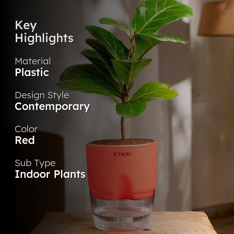 Kyari Ficus lyrata With Self Watering Pot - Red media 2