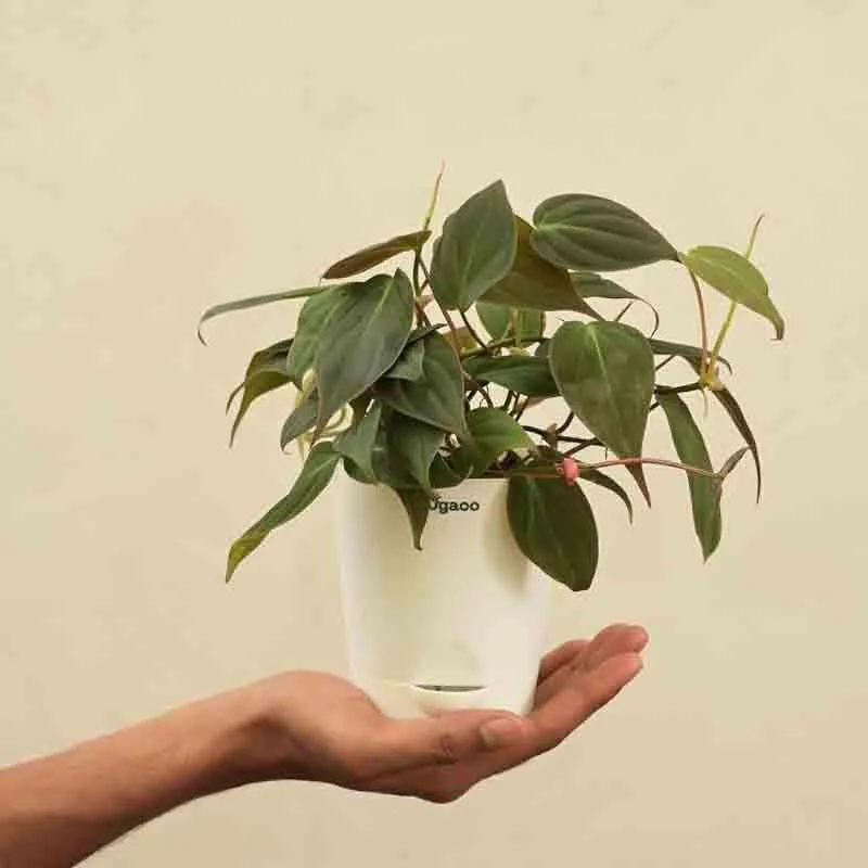 Ugaoo Philodendron Micans Plant media 5