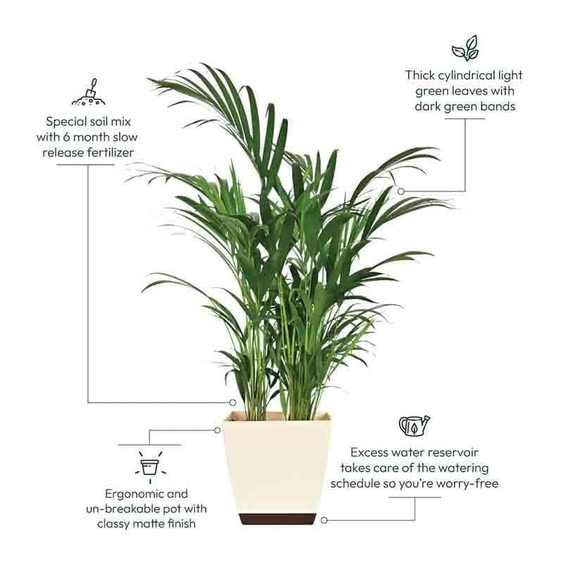 Live Plants