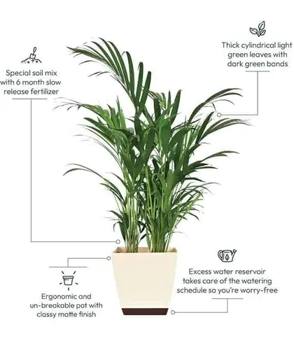 Live Plants
