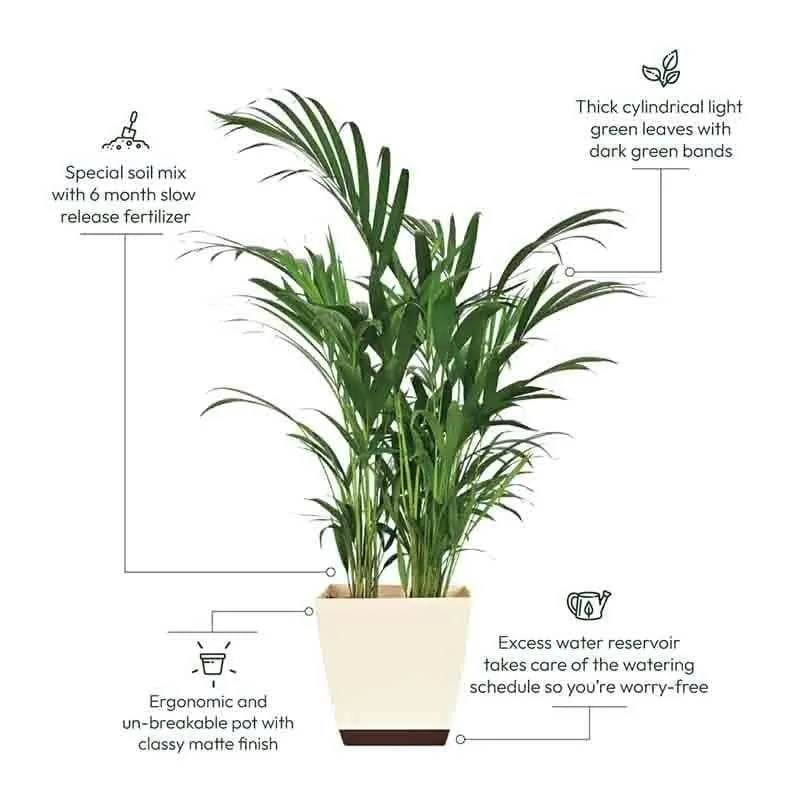 Ugaoo Areca Palm Plant - 3.7 ft media 1