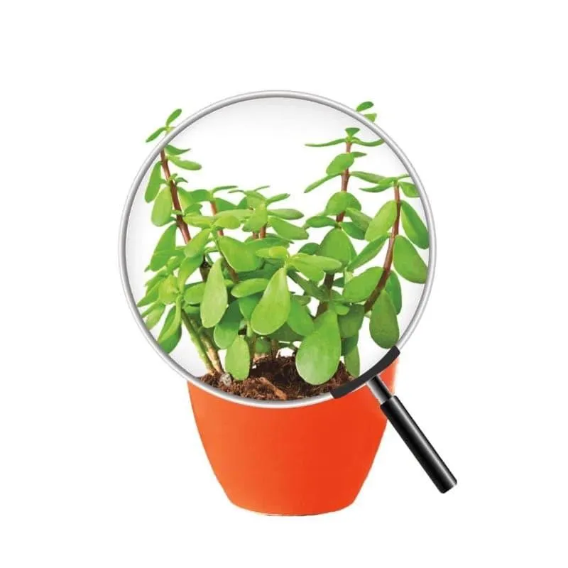 Ugaoo Good Luck Jade Plant With Apple Orange Ceramic Pot media 5