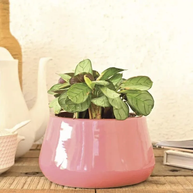 Ugaoo Tulip Fantasy Ceramic Planter (16 CM) - Magenta media 3
