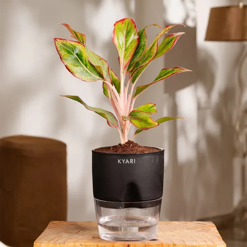 Kyari Aglaonema Lipstick Plant With Self Watering Pot - Black media 6
