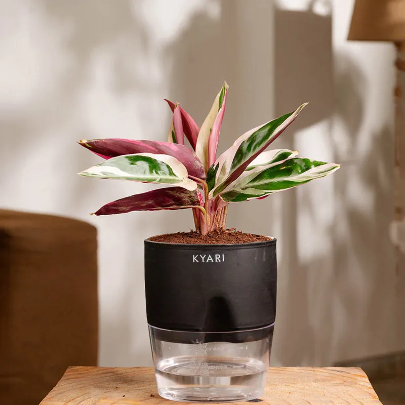 Kyari Calathea Triostar With Self Watering Pot - Black media 1