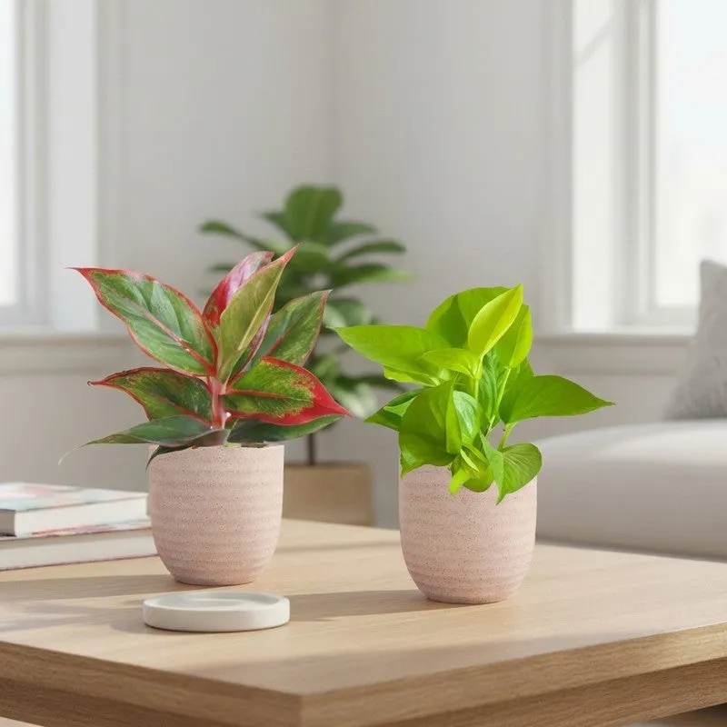 Greenkin Aglaonema & Golden Pothos Live Plants (Ivory) - Set Of Two media 1